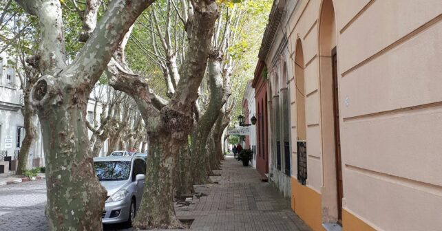 SEO BirdLife pide evitar podas en primavera por el impacto en aves y ciudades