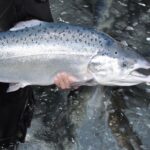 Saumon atlantique en danger d'extinction en Galice: les écologistes exigent sa protection urgente