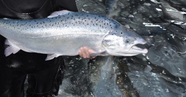 salmón atlántico en peligro de extinción en Galicia