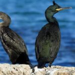 Shag live : pour voir les œufs éclore pour la première fois en Espagne