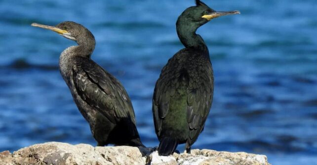 cormorán moñudo en directo