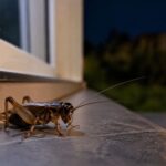 Si vous entendez des grillons la nuit dans votre maison ou votre jardin, voici ce que cela signifie et pourquoi vous devriez vous réjouir.