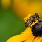 Si vous voyez des abeilles près de chez vous, ne pensez même pas à les écraser : c'est en fait bon signe et ne vous inquiétez pas.