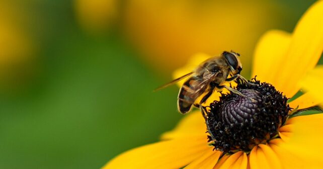 Abeja sobre una flor amarilla polinizando en un entorno natural cercano a casa.