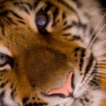 Sona, le dernier tigre de cirque du Portugal, arrive dans un sanctuaire en Espagne après des années de mauvais traitements