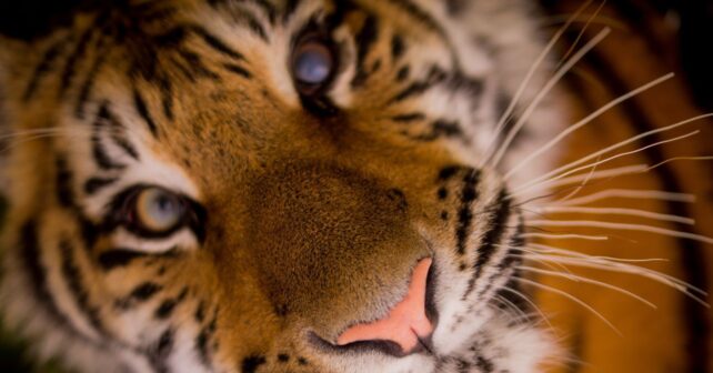 Sona el último tigre de circo en Portugal llega a santuario en España