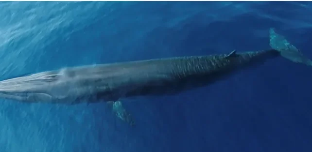 Une image aérienne d'une baleine de Rice se préparant à sortir de l'eau