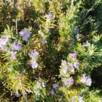 Une étude confirme que les plantes savent « compter » et sont plus intelligentes qu'on ne le pensait jusqu'à présent
