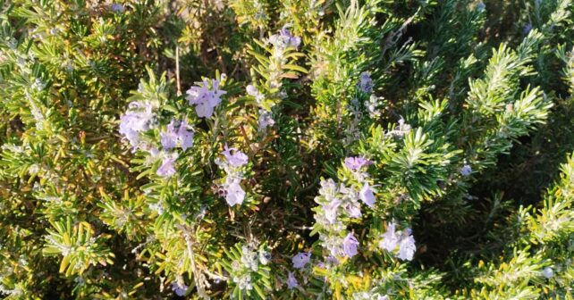 Planta Mimosa pudica con hojas y flores en un estudio sobre inteligencia vegetal y capacidad de contar eventos.