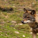 Une étude prévient que la population de loups dans le nord du système ibérique pourrait être surestimée jusqu'à 60 %