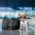 Voyager à Pâques avec des animaux de compagnie ou les laisser seuls augmente leur stress selon les experts en comportement animal