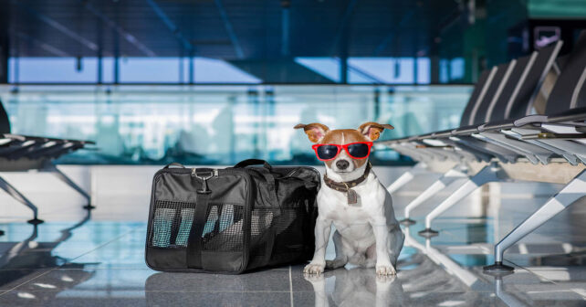 Viajar en Semana Santa con mascotas o dejarlas solas aumenta su estrés según expertos
