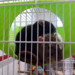 Adoptez-les ensemble : offrez le foyer de leurs rêves à Ratfole et Blez, le duo de rats le plus attachant