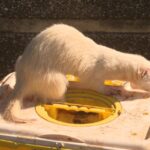 À Lyon, les furets révolutionnent la chasse aux rats: une méthode insolite et redoutablement efficace