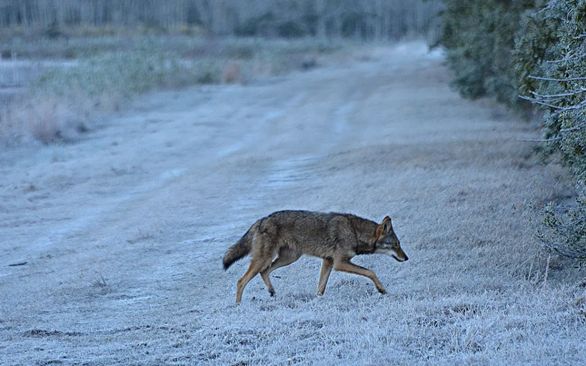 Un loup rouge traversant un chemin de terre dans le refuge faunique.