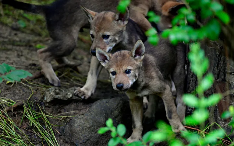 Chiots loups rouges regardant depuis les sous-bois.