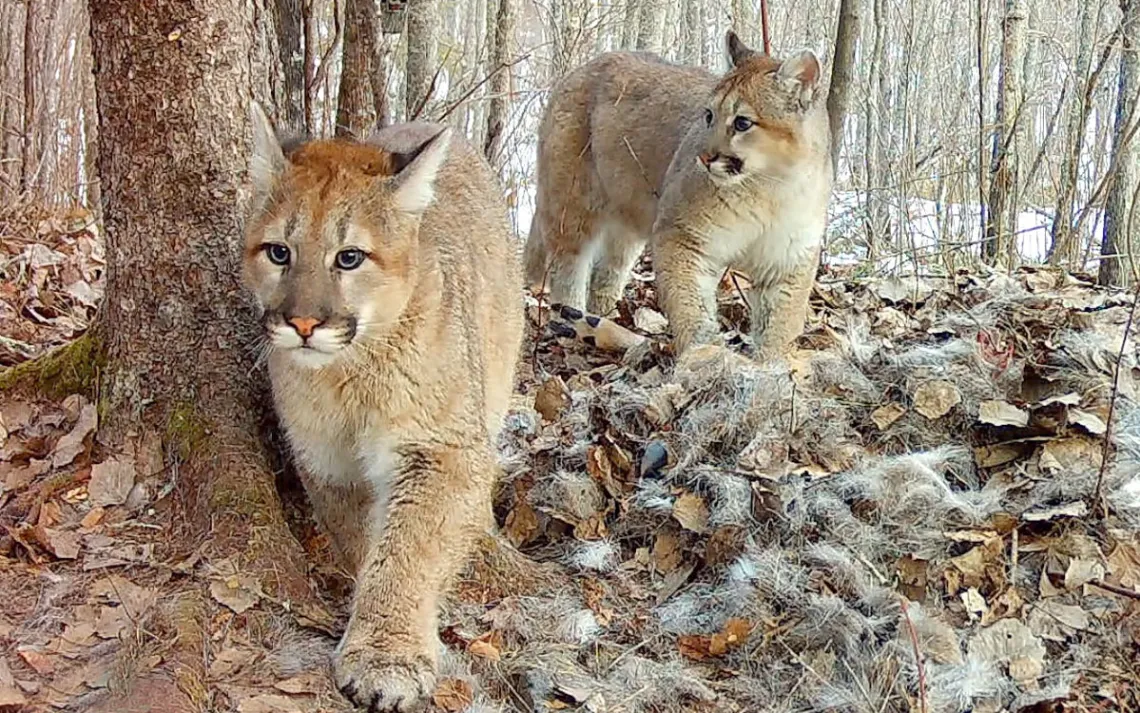 Chatons cougar capturés par une caméra animalière près d'une carcasse de cerf.