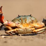 200 millions d'années plus tard, les scientifiques découvrent enfin pourquoi les crabes marchent de côté et cela a été la clé de leur survie en tant qu'espèce.