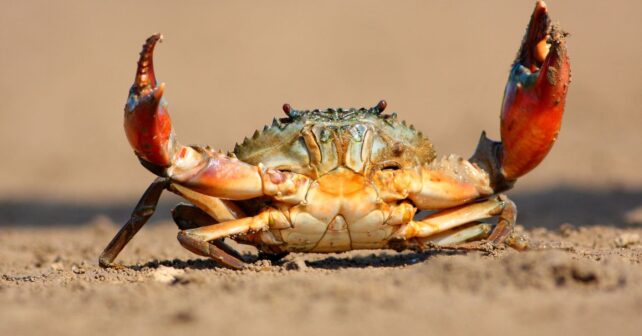 Cangrejo caminando de lado sobre la arena en una playa