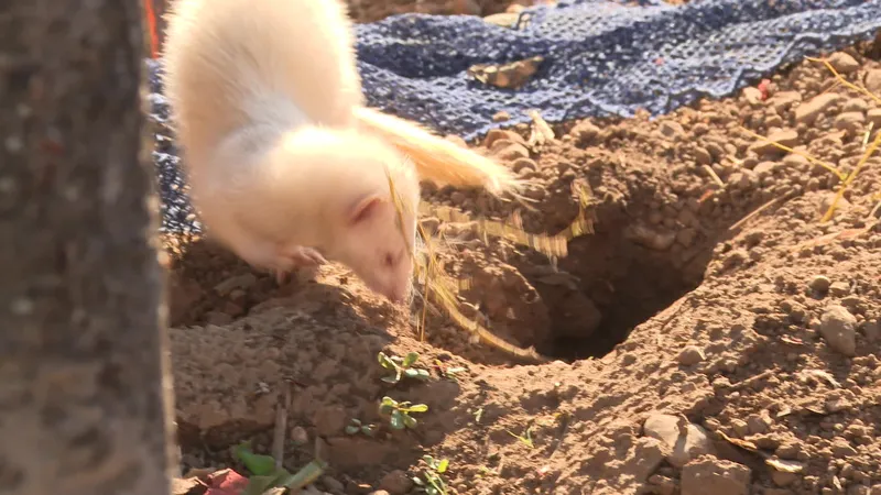 Le furet se faufile dans tous les trous pour faire sortir les rats, qui sont ensuite capturés.