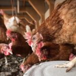 À propos de l'élevage de poulets macro à Turmiel, les voisins manifestent