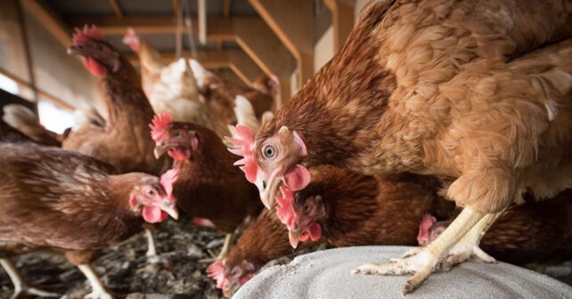 macrogranja de gallinas en Turmiel en zona protegida de Guadalajara