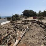 Abattage illégal d'arbres à Mojácar dans une zone protégée : ils demandent l'intervention urgente de Seprona