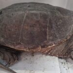 Alerte à Rome après la découverte de la « deuxième génération » de tortues serpentines : les experts utilisent des radeaux solaires pour stopper l'invasion