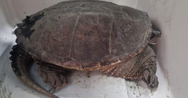Tortuga mordedora invasora capturada en Torre Flavia cerca de Roma.