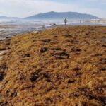 Alerte écologique en Espagne : 7 plages touchées par les algues asiatiques qui envahissent les côtes et pourraient recouvrir l'Andalousie de milliers de tonnes