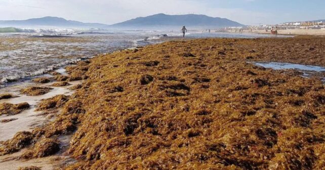 Playa de Andalucía cubierta por toneladas de alga asiática invasora Rugulopteryx okamurae.