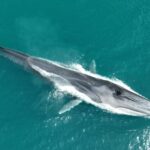 Alerte en Catalogne après l'observation de plusieurs baleines sur la côte : de fortes pluies ont rempli les rivières de sédiments et la saison pourrait durer plus longtemps que d'habitude