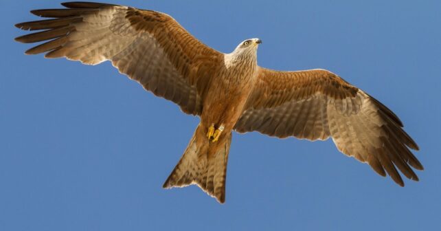 aves migratorias anilladas