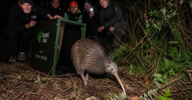Kiwi liberado en Wellington durante el regreso del ave símbolo de Nueva Zelanda tras más de 100 años.