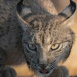 Aragon reçoit de nouveaux lynx ibériques pour la réintroduction dans la vallée de l'Èbre