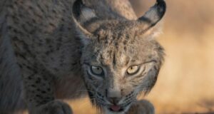 Aragón recibe nuevos linces ibéricos para su reintroducción en el valle del Ebro