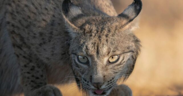 Aragón recibe nuevos linces ibéricos para su reintroducción en el valle del Ebro