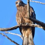 Aujourd'hui, 9 mai, la Journée mondiale des oiseaux migrateurs 2026 est célébrée avec de nouvelles alertes sur leur conservation