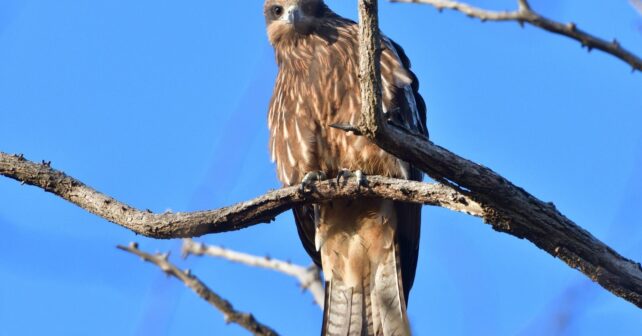Hoy 9 de mayo se celebra el Día Mundial de las Aves Migratorias 2026 y el seguimiento GPS del milano negro