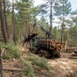 Aussi étrange que cela puisse paraître, Madrid coupe 280 hectares de pins pour sauver les montagnes d'un certain danger avant qu'il ne soit trop tard.