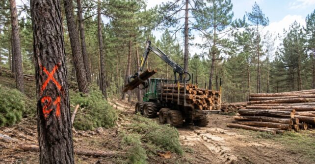 Máquina forestal talando pinos en un monte de Gascones dentro del plan de prevención de incendios de Madrid.