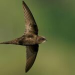Aussi étrange que cela puisse paraître, cet oiseau vole pendant 10 mois d’affilée sans se reposer une seule seconde.