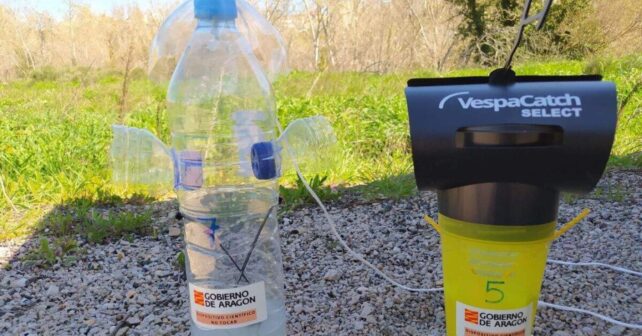 Trampa con botella reciclada y sistema VespaCatch contra la avispa asiática en Aragón.