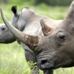 Cela semble cruel, mais des scientifiques sud-africains injectent des matières radioactives dans les cornes des rhinocéros pour lutter contre le braconnage.