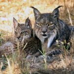 Cela semble étrange mais la science le confirme : les lapins augmentent dans les endroits où le lynx ibérique est réintroduit et nous savons maintenant pourquoi.