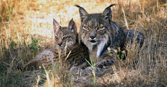 Lince ibérico adulto junto a una cría en el monte mediterráneo.