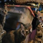 Choc en Essonne : 14 chats sauvés d’un logement submergé par des montagnes d’ordures
