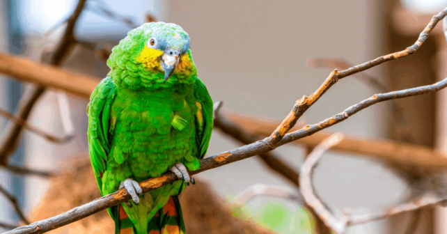 cómo aprenden los loros salvajes a comer nuevos alimentos