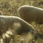 Communauté de Madrid : prévention des incendies de forêt avec des ovins et caprins sur plus de 5 000 hectares