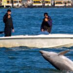 Depuis un an, un dauphin solitaire nage dans les eaux de Venise, voilà que les autorités demandent à le protéger et font remarquer aux touristes : il est interdit de lui crier dessus, de le nourrir ou de prendre des selfies avec lui.